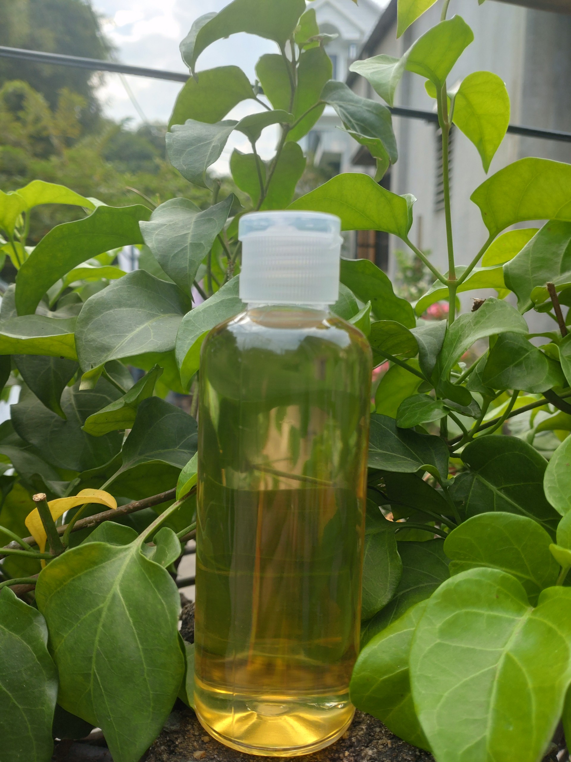 Dầu dừa nguyên chất 100% nhà nấu