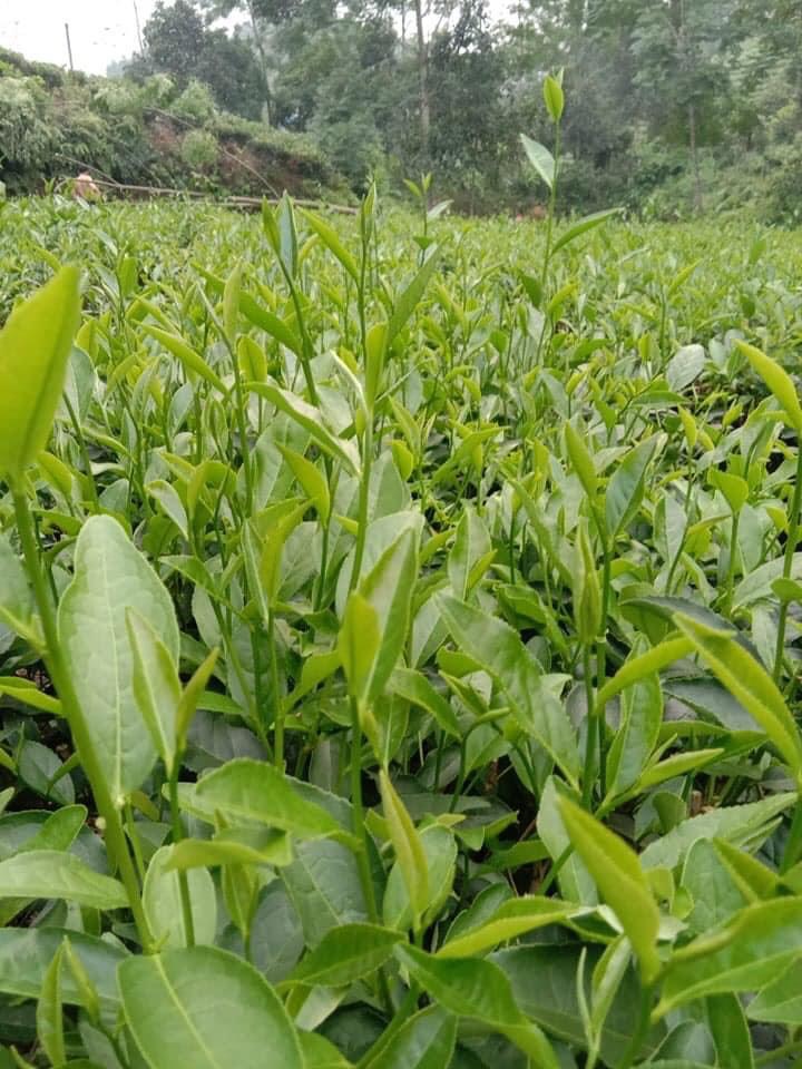 Trà Bát Tiên Thái Nguyên Tư Quý(3 gói 100g)
