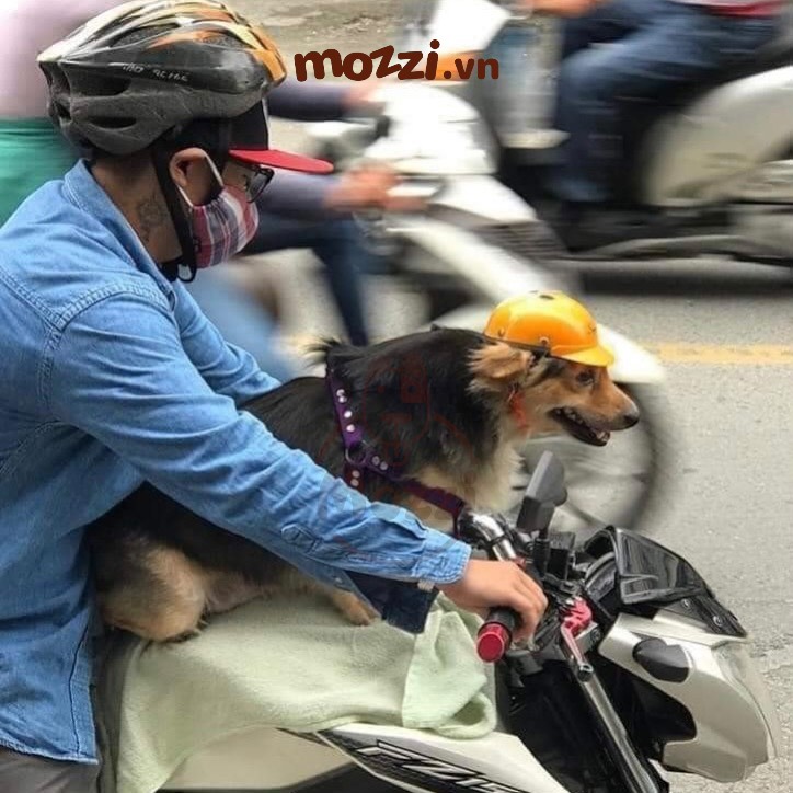 Nón Bảo Hiểm thời trang dành riêng cho chó mèo
