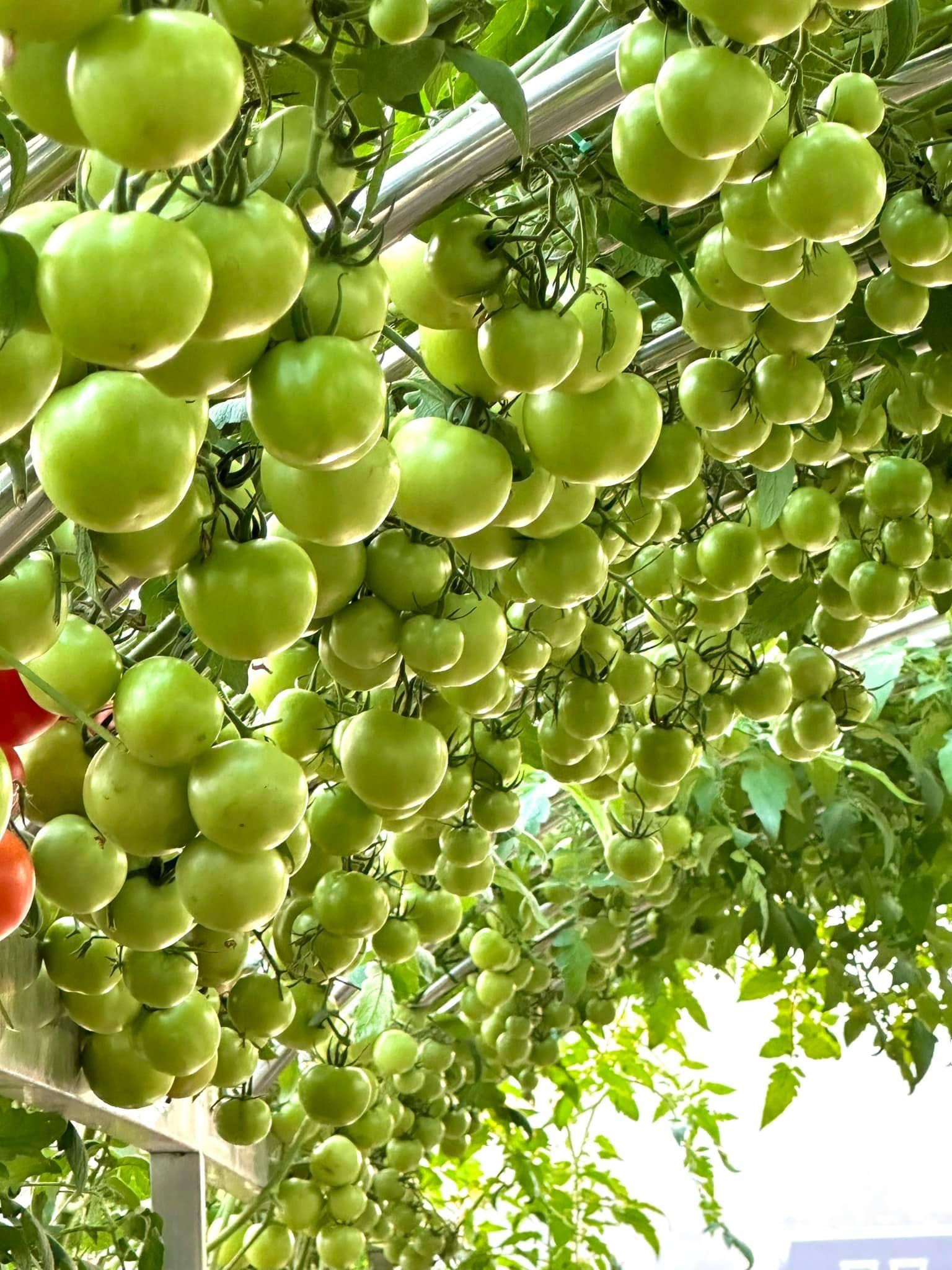 Hạt Giống Cà Chua Leo Giàn ( cà chua bạch tuộc ) Nga - Gói 10 hạt