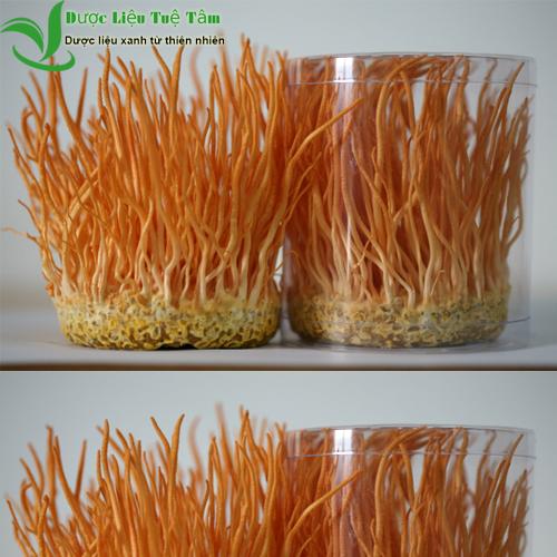 [HCM]50g Đông trùng hạ thảo - Hàng Việt Nam chất lượng cao