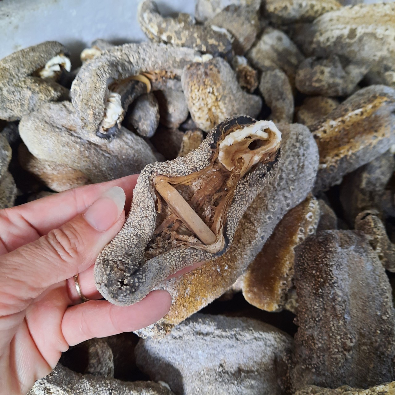1kg Hải sâm da chăn. Đồn đột da trăn. Ngận da trăn.