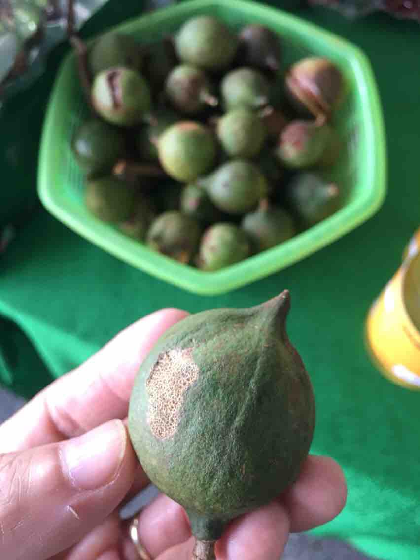 Hạt Mắc Ca đã tách vỏ