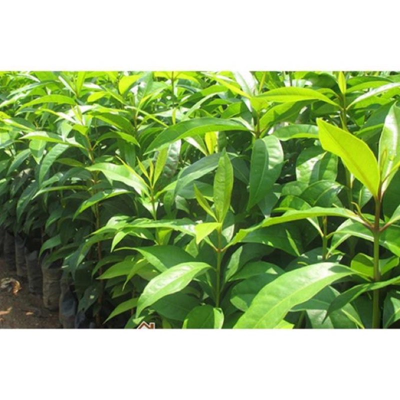 Cây vối nếp (10 công dụng thần kì)