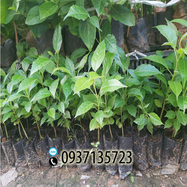 [HCM]combo 5 cây giống chuông vàng