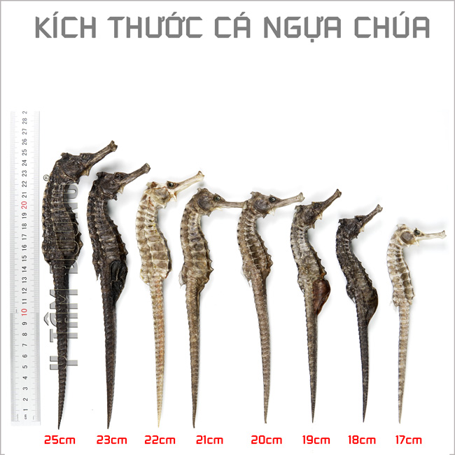 Cá ngựa chúa, Hải Mã khô loại thượng phẩm size từ 16cm đến 22cm