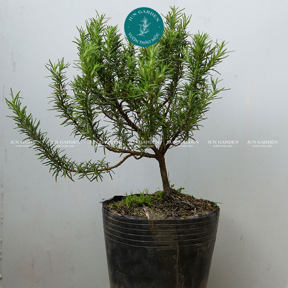 Hương Thảo Bonsai JUN GARDEN Size 100cm