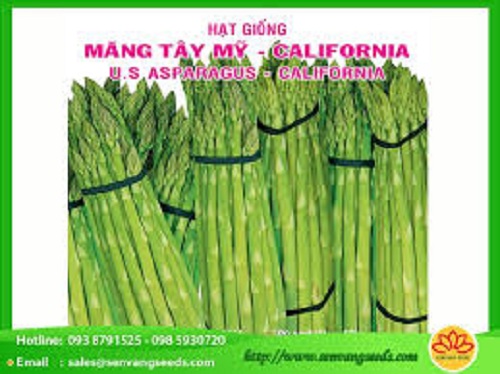 [HCM]HẠT GIỐNG MĂNG TÂY MỸ
