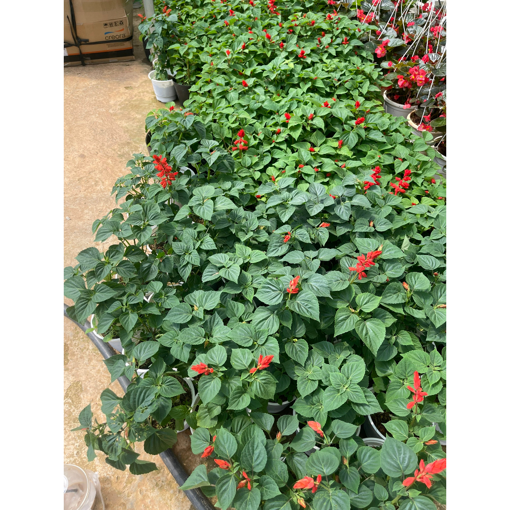Chậu cây giống hoa xác pháo đỏ