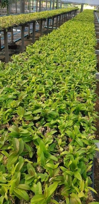 lan phi điệp 5 cánh trắng Phú Thọ cây giống 7 -10cm