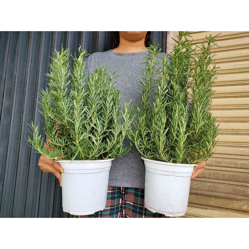 CÂY GIA VỊ HƯƠNG THẢO (ROSEMARY) BỤI LỚN