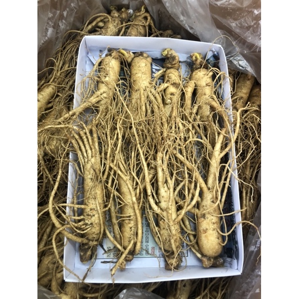 Nhân sâm tươi size sâm 8 củ/kg Hàn Quốc ,Sâm tươi hàn quốc