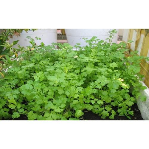 Hạt Giống Ngò Bạc Liêu, Hạt Bể Trang Nông