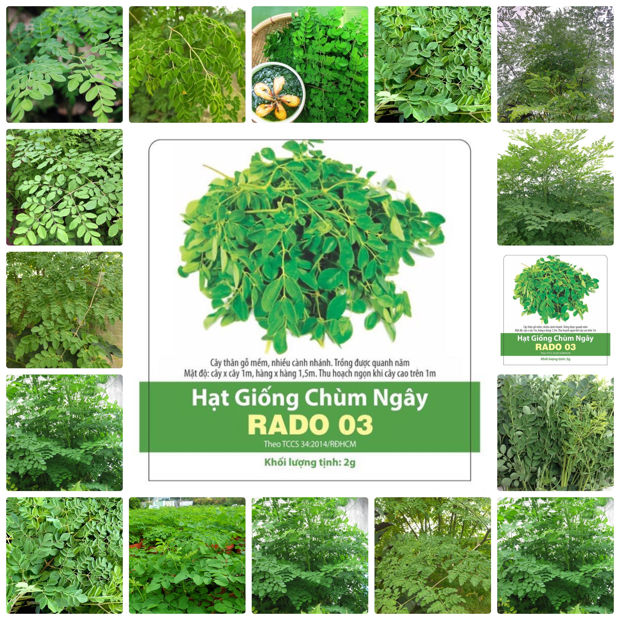 Hạt giống chùm ngây gói 2gr
