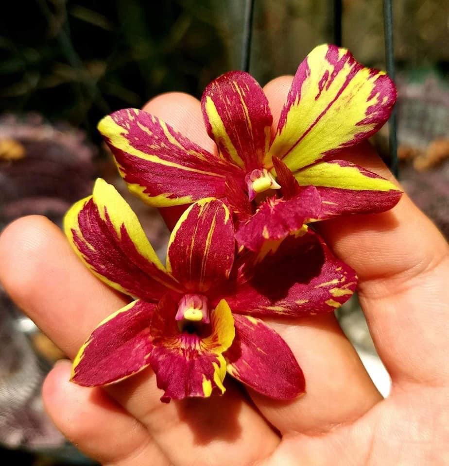 Dendro Chớp Vàng Đỏ 5%