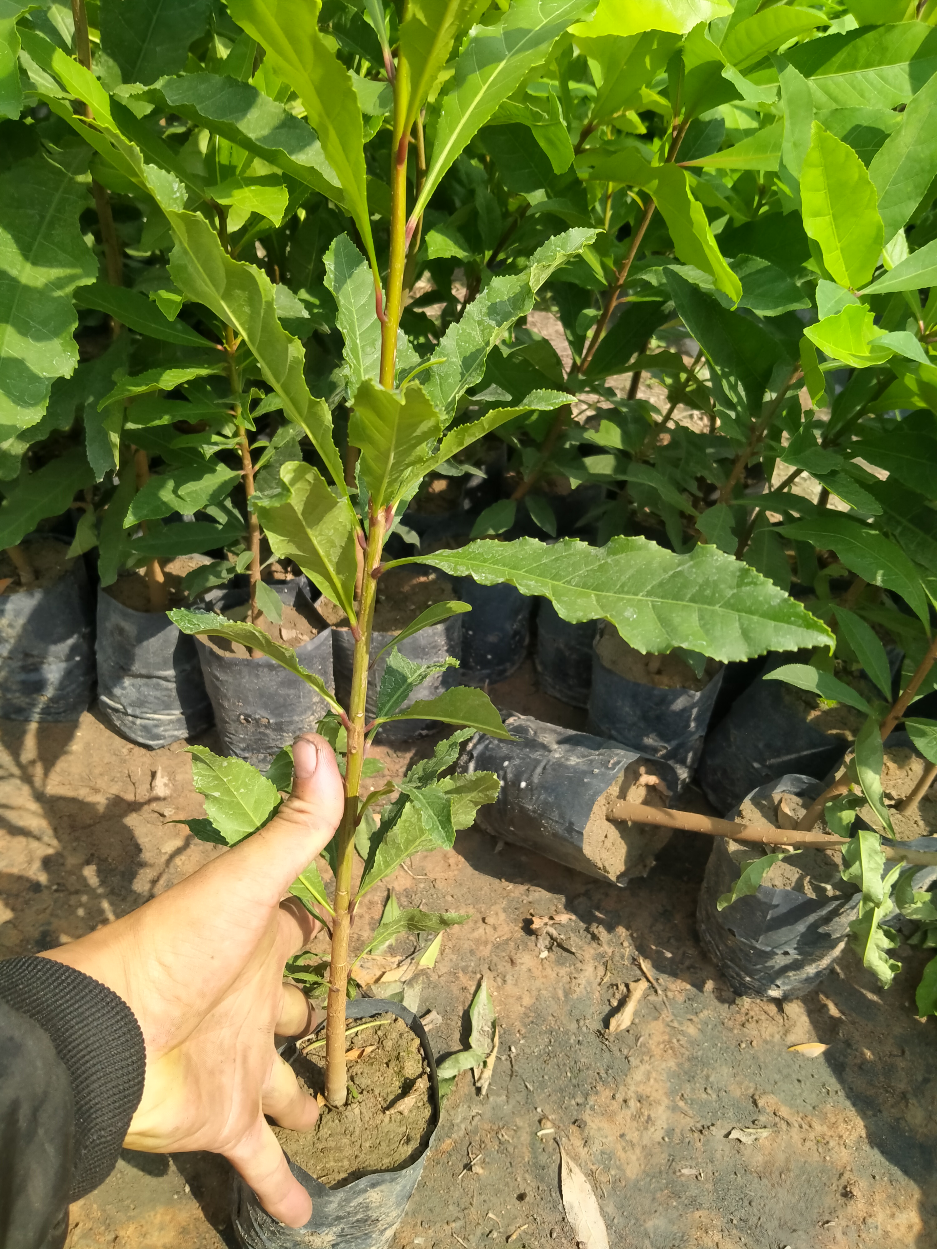 cây lộc vừng cao 60cm