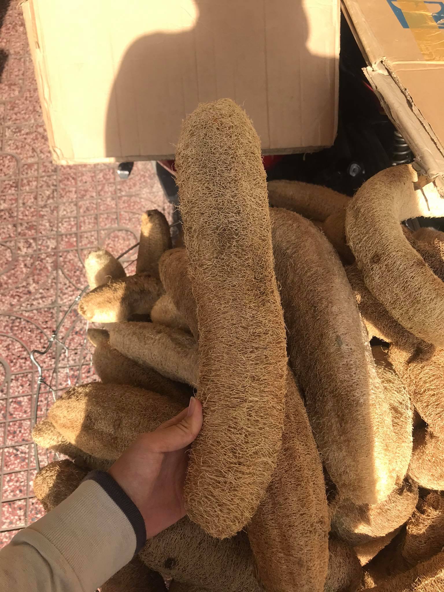 Trái sơ mướp khô giá 1 trái