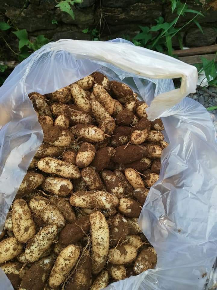 CỦ LÙN TƯƠI HÀNG LỚN
