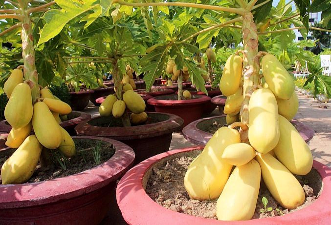 Hạt giống đu đủ da vàng