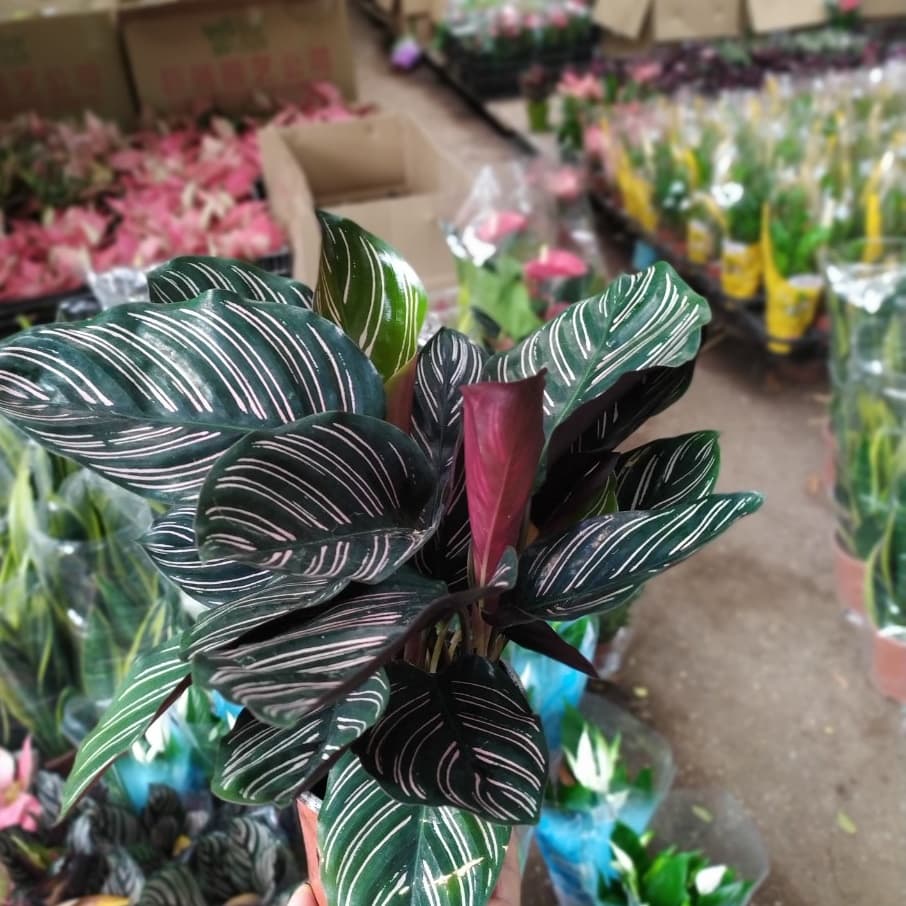 Cây Đuôi Công Tím Chậu Nhựa