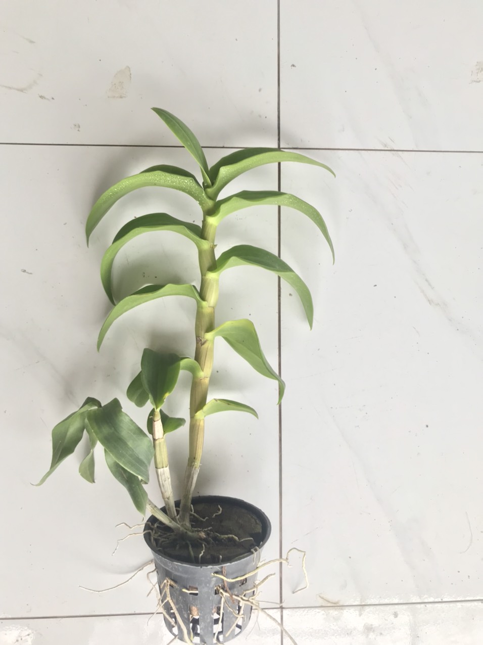 Hoa lan hồng sọc