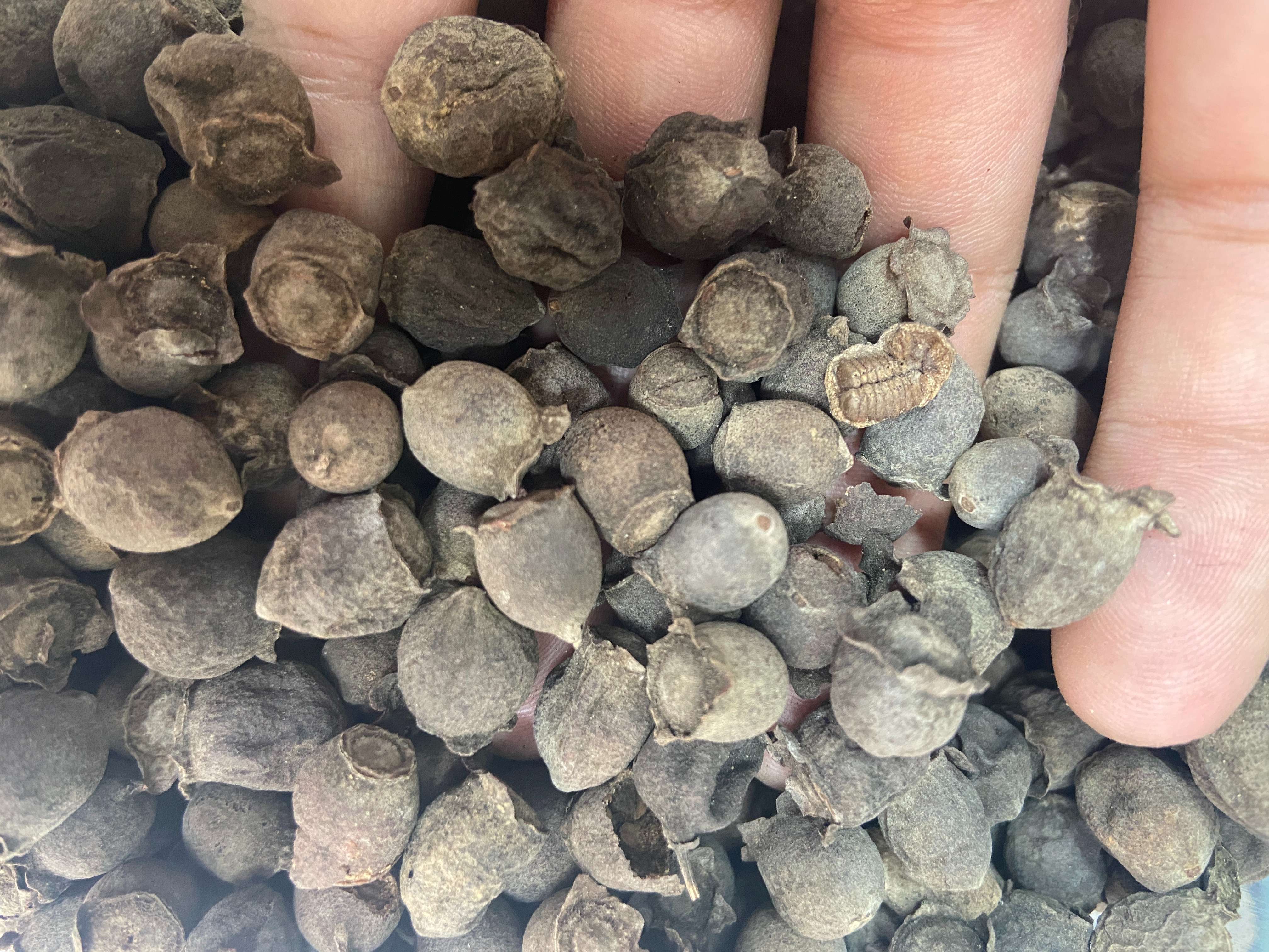 QUẢ SIM KHÔ ( QUẢ CHÍN ) - HÀNG HOÀ BÌNH - ĐÓNG GÓI 1 KÍ