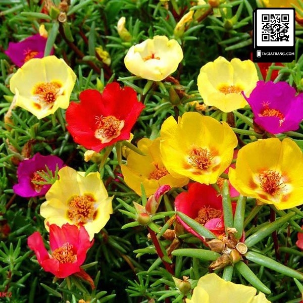 Hạt giống hoa mười giờ đơn mix