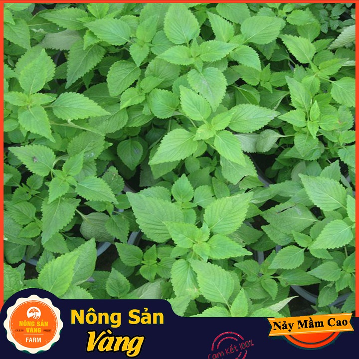 Hạt giống Rau Kinh Giới (Gói 1 Gram) - Nông Sản Vàng