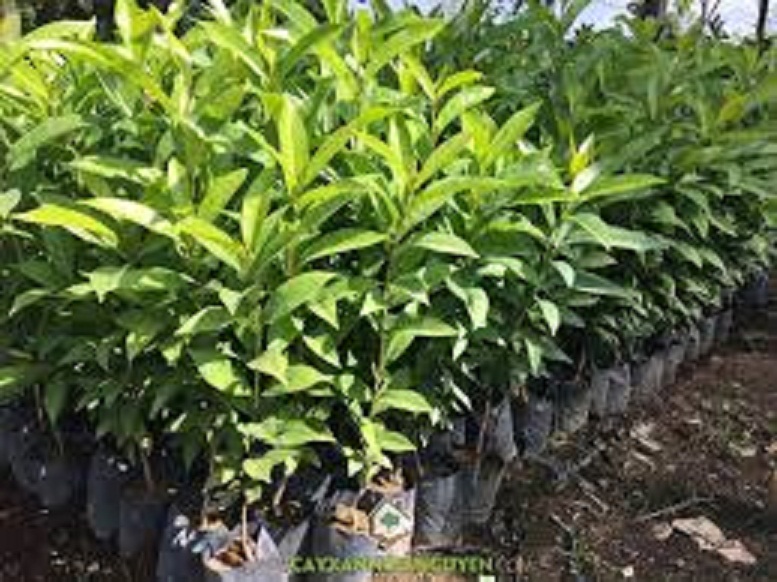 cây lá vối nếp giống