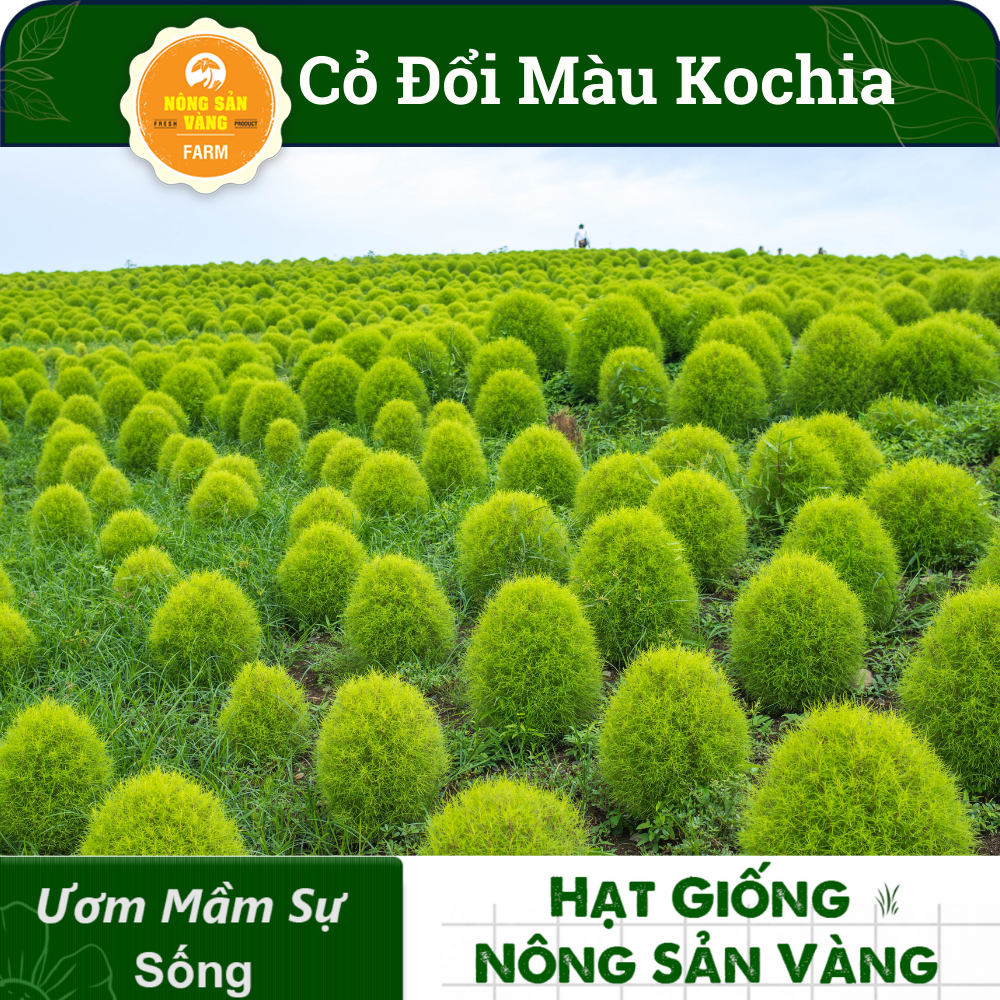 Grass seed Đổi color kochia (pack 100 seeds)