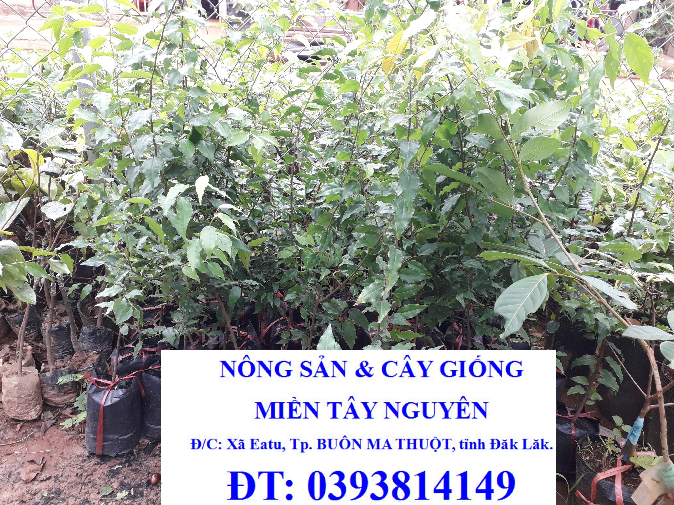 CÂY GIỐNG MẬN HỒNG QUÂN CAO 1M như hình[ TÊN KHÁC: bù quân, mùng quân ...