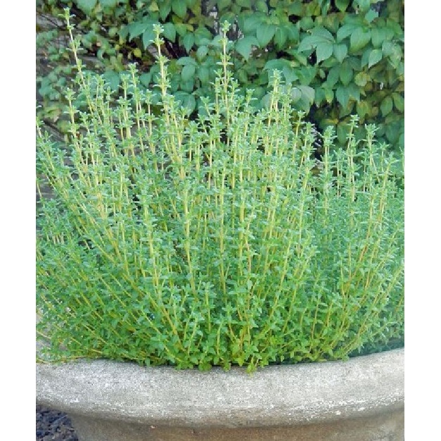 Hạt giống Cỏ Xạ Hương (Thyme) - Gói 100 hạt