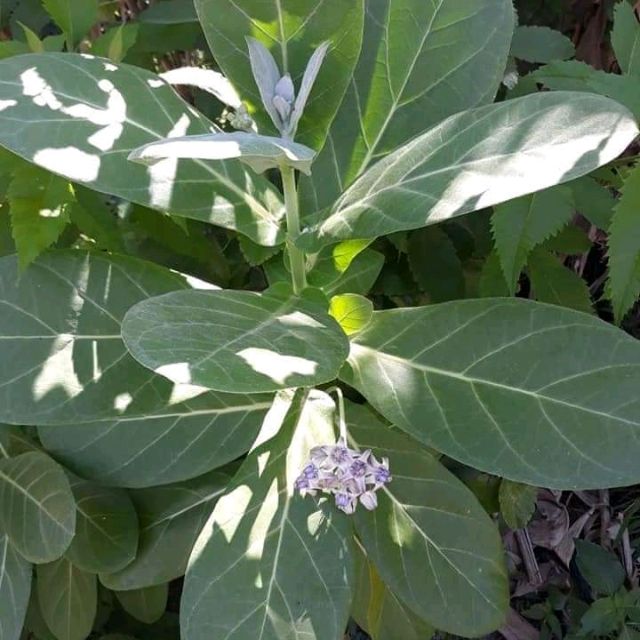 Cây Giống Lá Hen Bồng Bồng Lưỡi Bò Hoa Tím