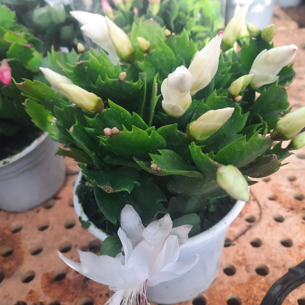 Cây hoa lan càng cua - hoa tiểu quỳnh