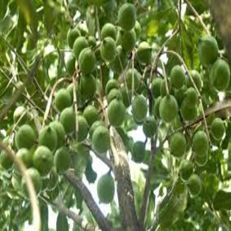 CÂY GIỐNG HẠT MACCA