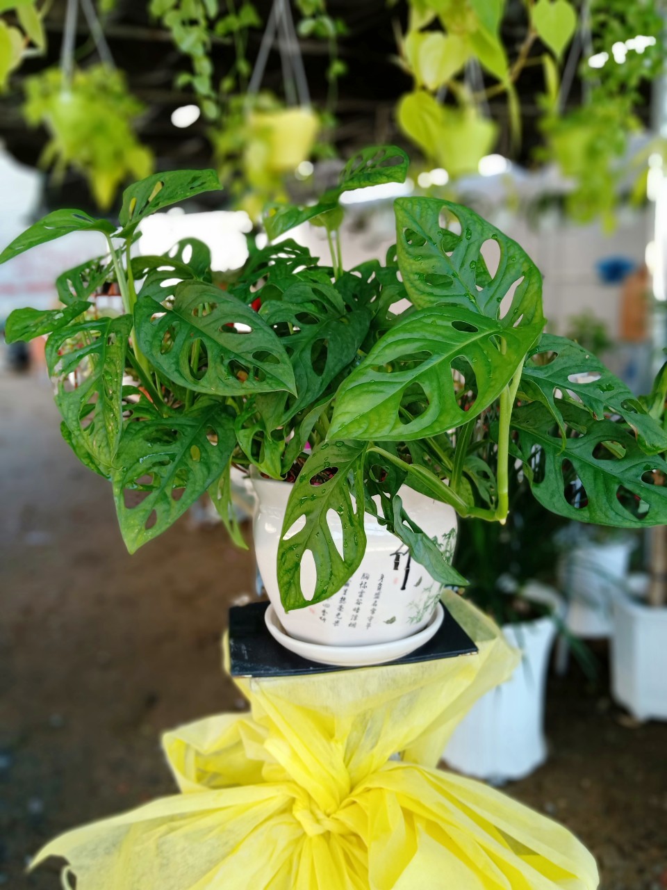 Cây trầu bà lỗ - Cây cảnh mini