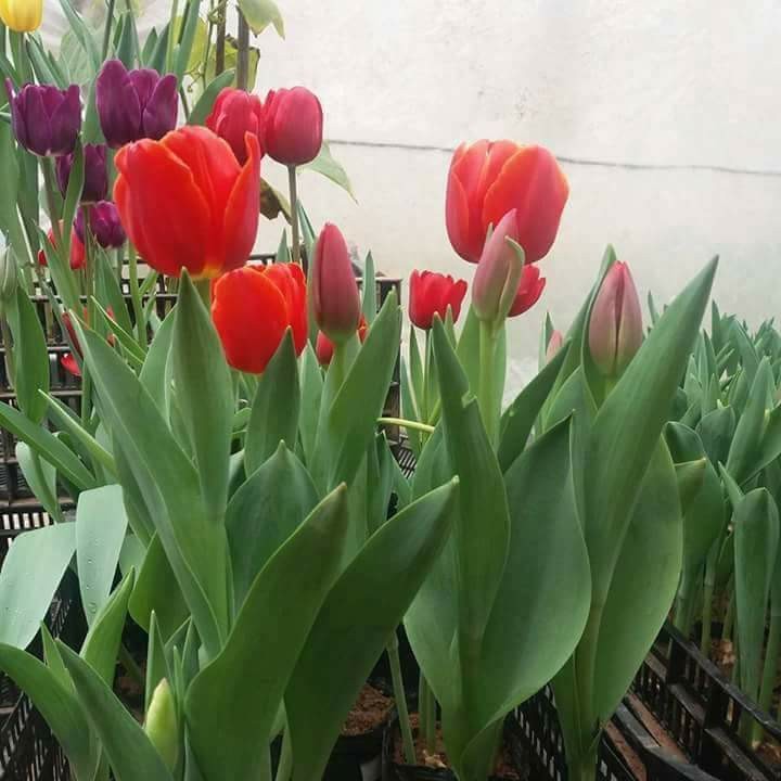 5 củ giống hoa tulip hoa màu đỏ