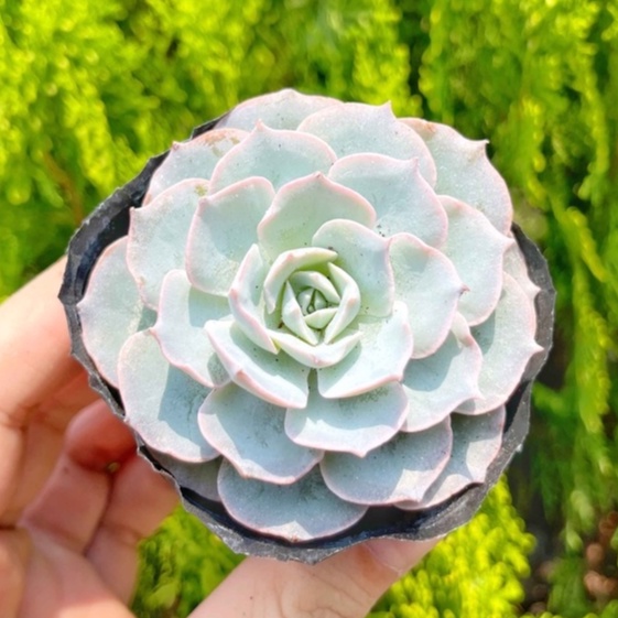 Sen đá hồng phấn 3-5cm