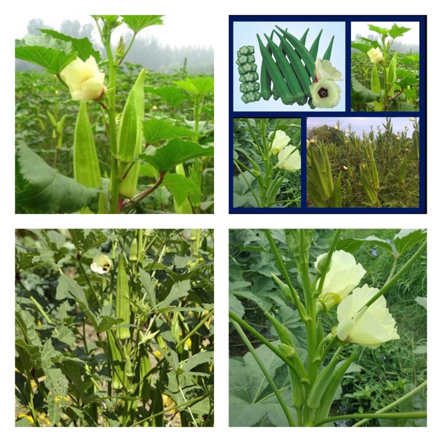 HẠT GIỐNG ĐẬU BẮP XANH OP