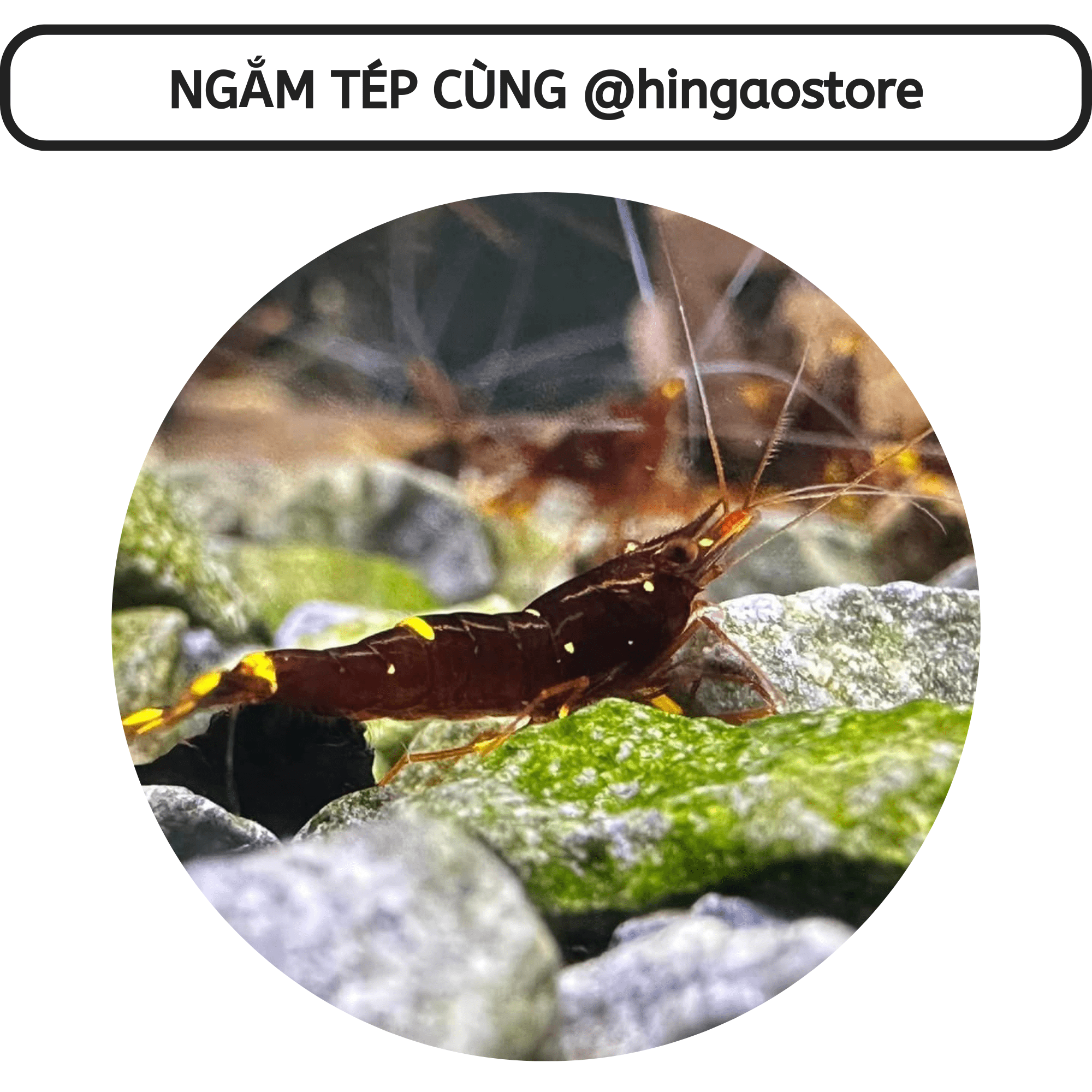 Nuphar solution removal Moss-algae harm-remove the whole all kinds Moss harm stubborn in tank aquatic | hingaostore.