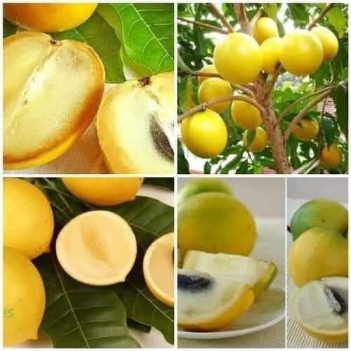 Cây vú sữa hoàng kim (dòng F1 đài loan)