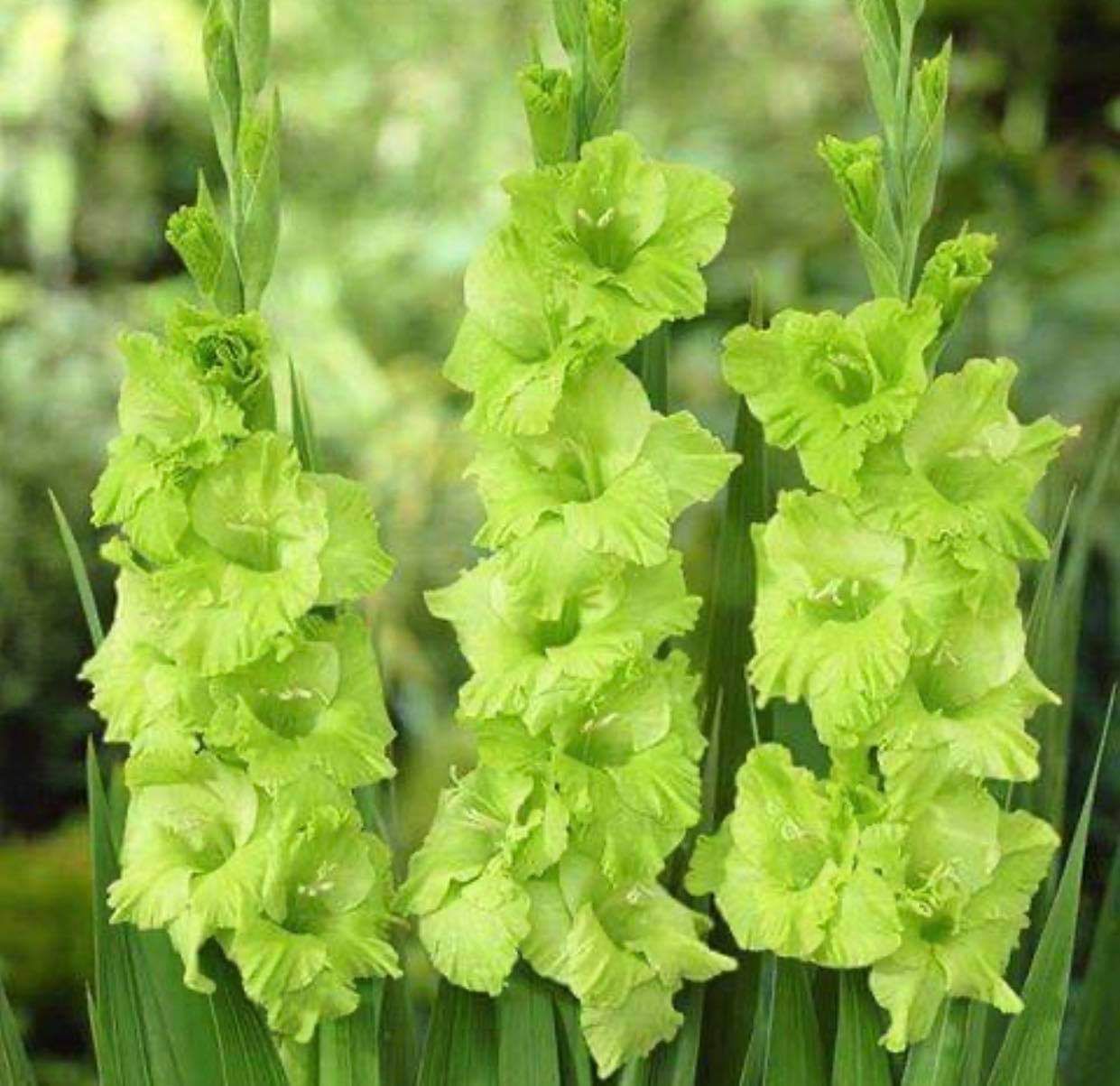 Củ hoa lay ơn nhiều màu 10 củ