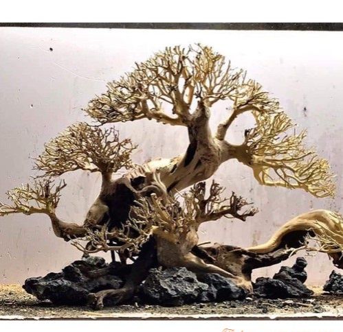 Lũa xương chùm / Lũa tán quýt (100g) 🔥 Chuyên ghép tán bonsai thuỷ sinh