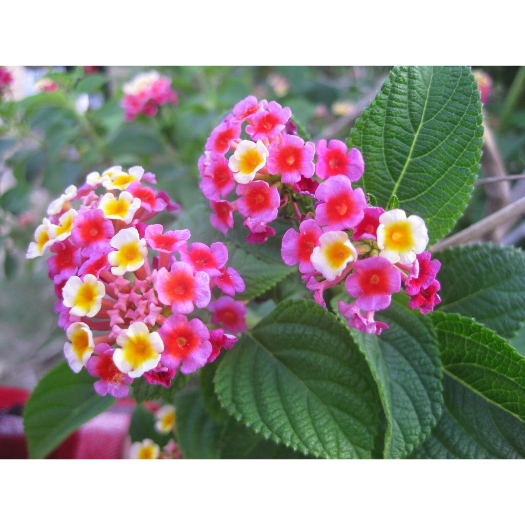 #Hạt Giống Hoa Ngũ Sắc
