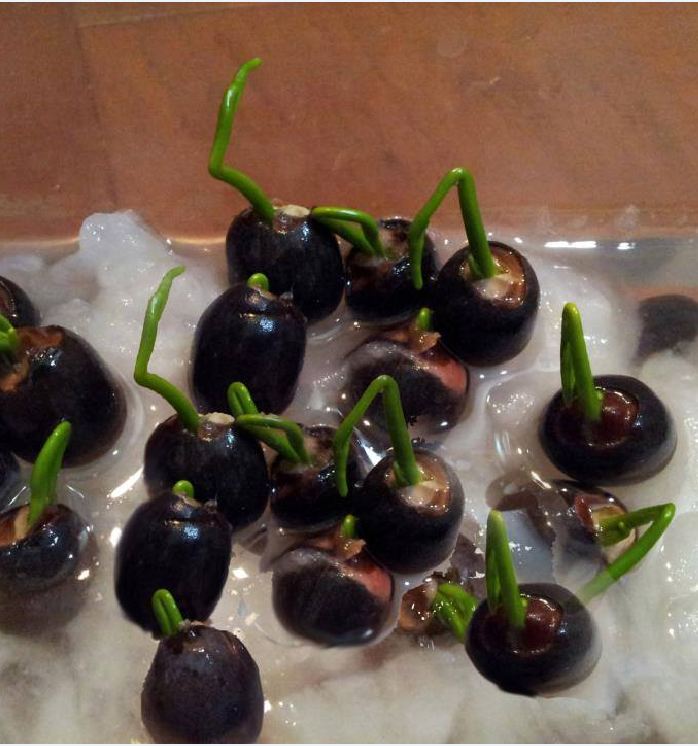 Hạt giống sen mini nhật mix màu - ( 1 gói 5 hạt )