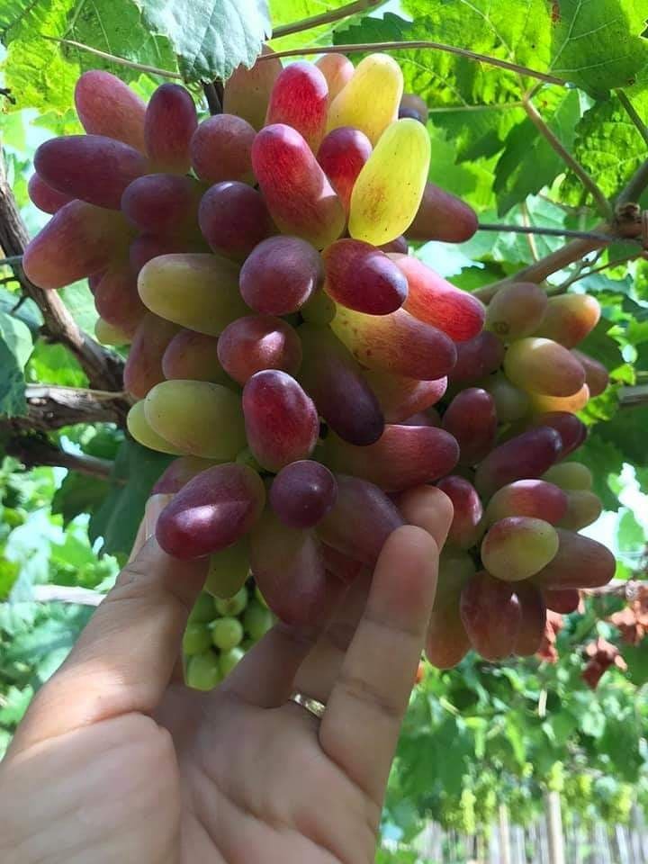 Cây giống nho móng tay
