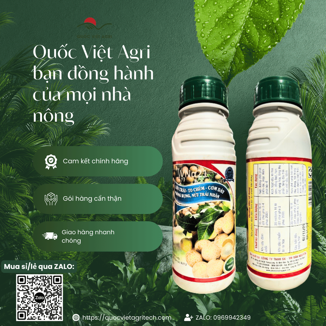 Phân bón lá NPK 5-5-5 SIÊU LỚN TRÁI NHÃN (chai 500ml) - To chùm, cơm dày, chống rụng và nứt trái nhãn