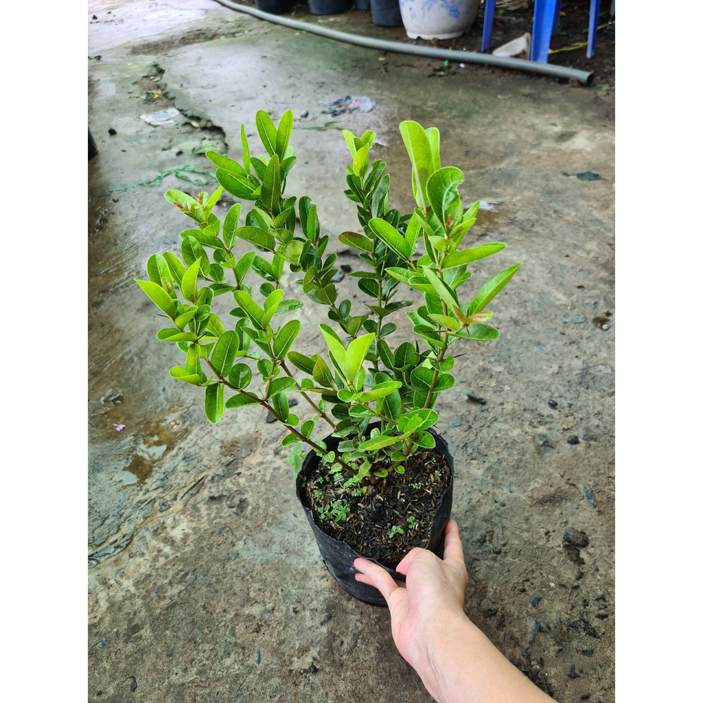 Cây Siro - Cây cảnh sân vườn