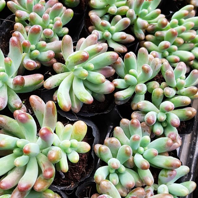 sen đá Thạch ngọc lá dài