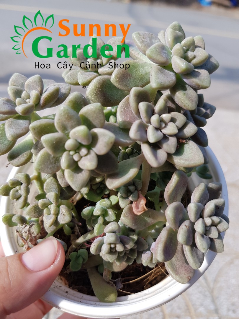 Sen Đá Kim Tuyến - Chậu Trung